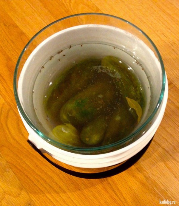 консервирование огурцов