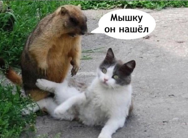 прикольный суслик