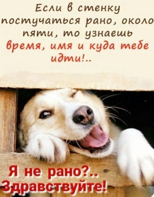 животные любопытство