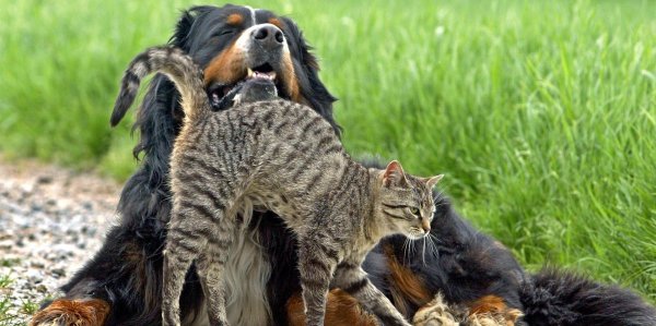 бернский зенненхунд