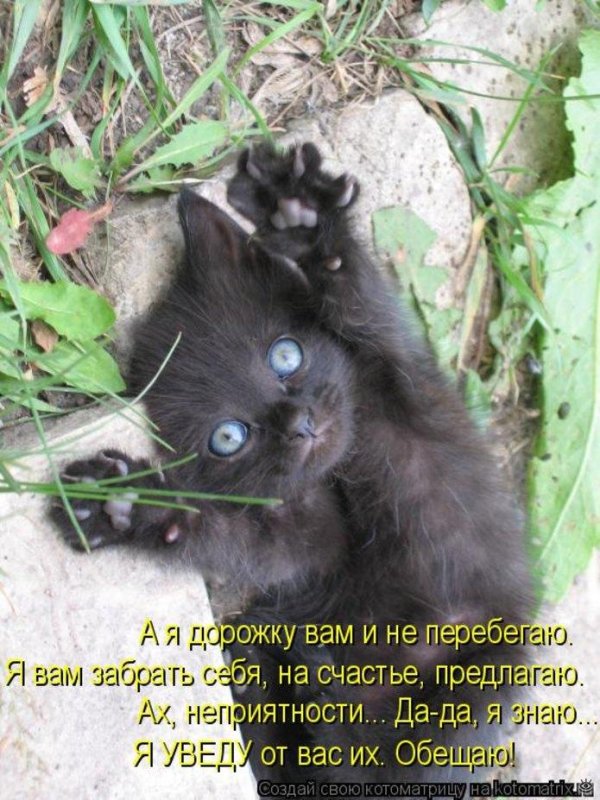 котоматрица котята