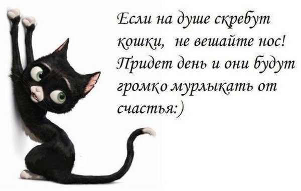 высказывания о кошках