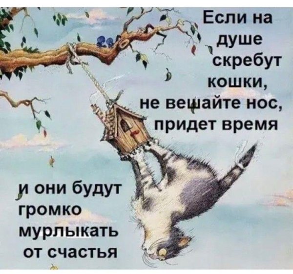 кошки скребут