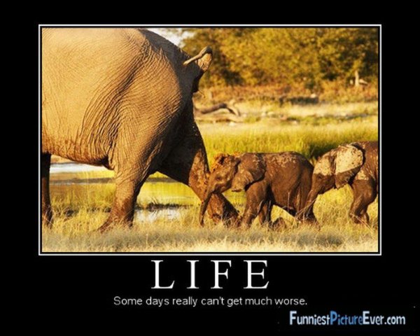 африканские слоны