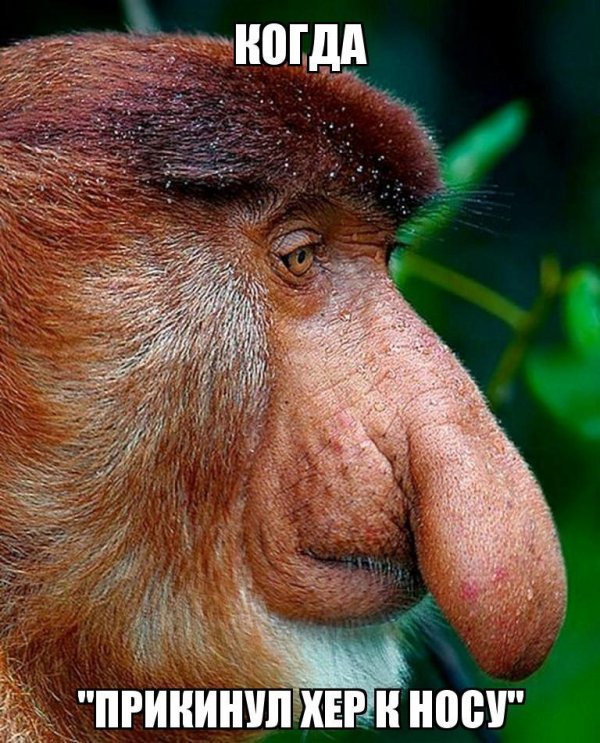 носач обезьяна