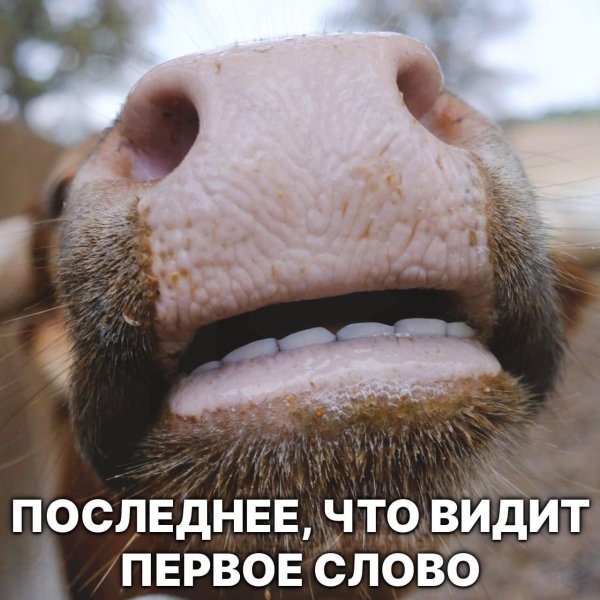 корова морда