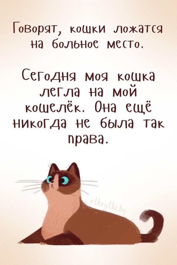 моя кошка