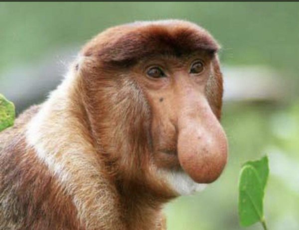 бабуин носач