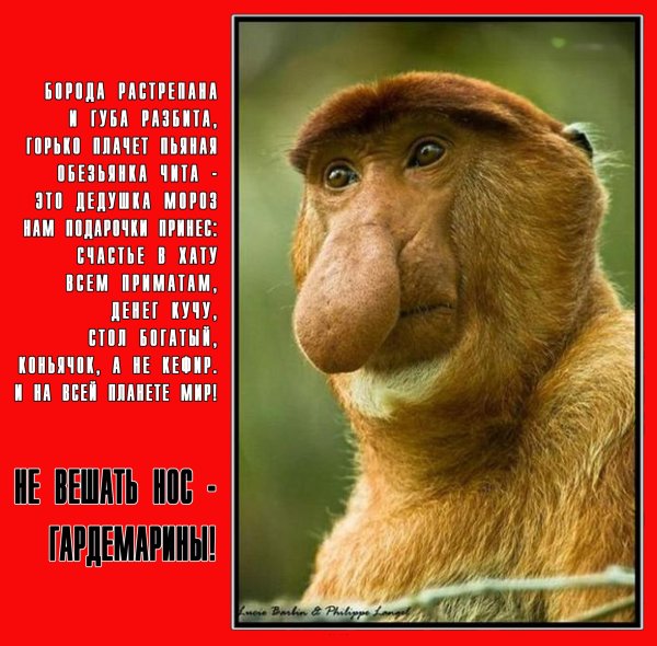 обезьяна носач