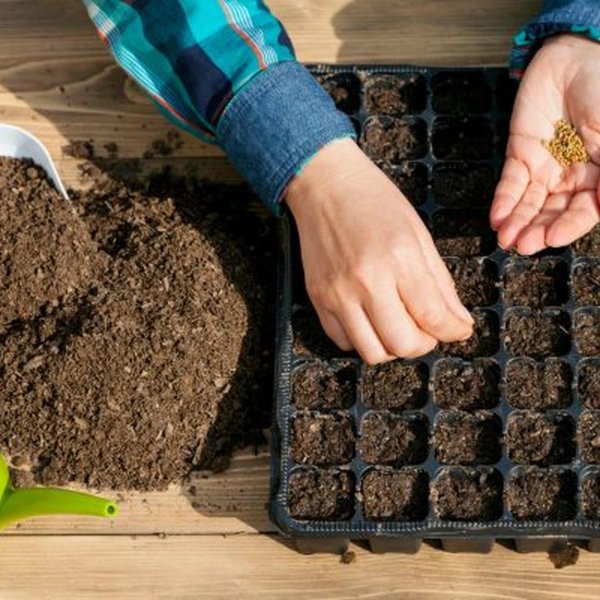 посев семян