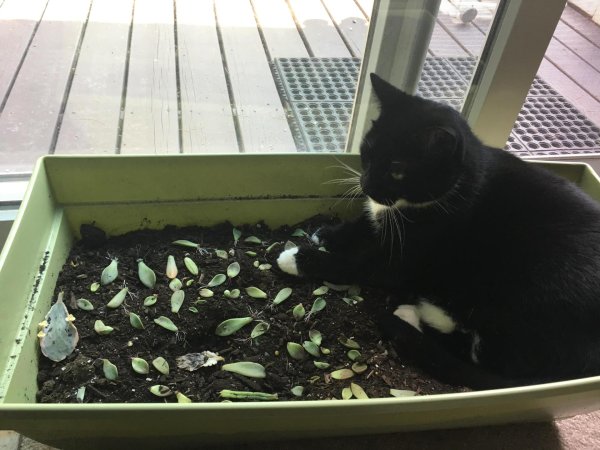 кот и рассада