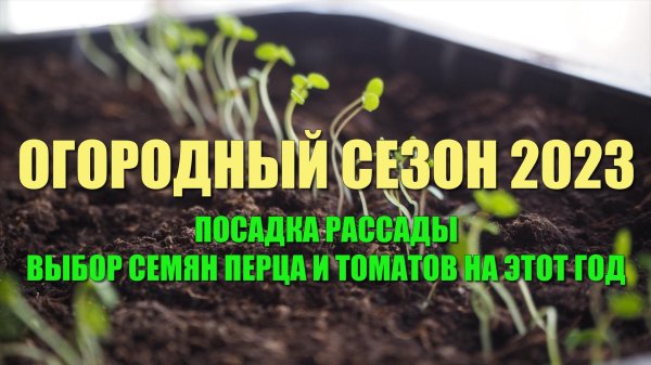 посадка рассады в 2023