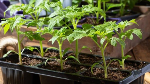стрик рассады томатов