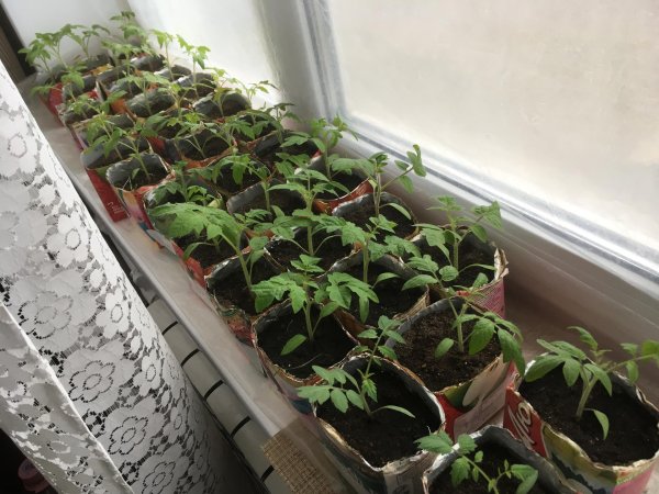 помидорная рассада