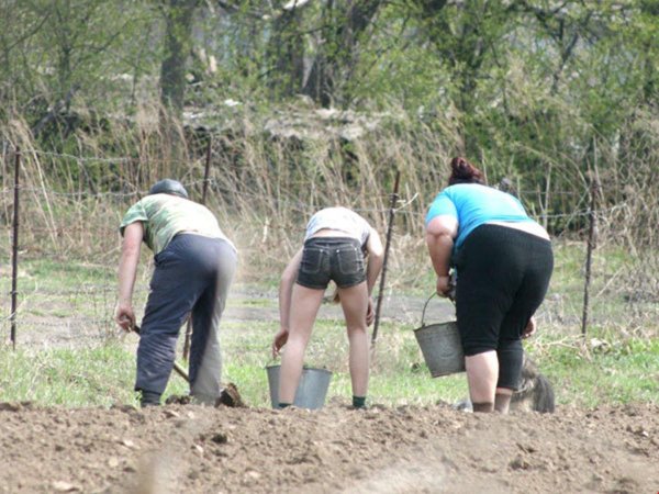 копаем картошку