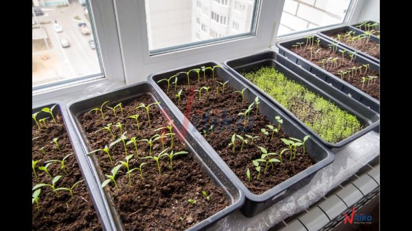 прорастание рассады помидор