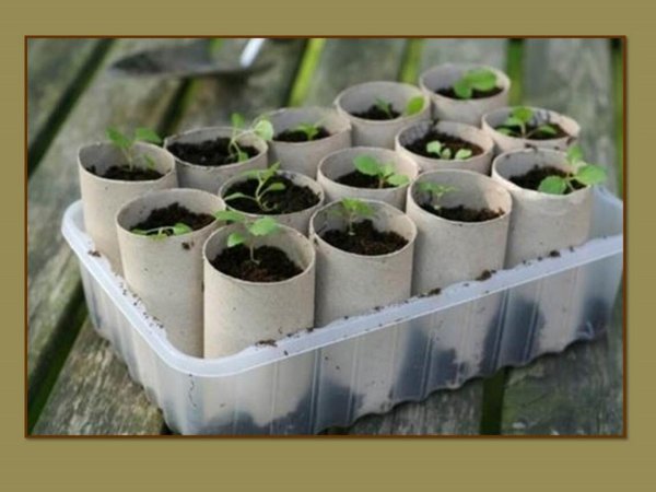 для рассады