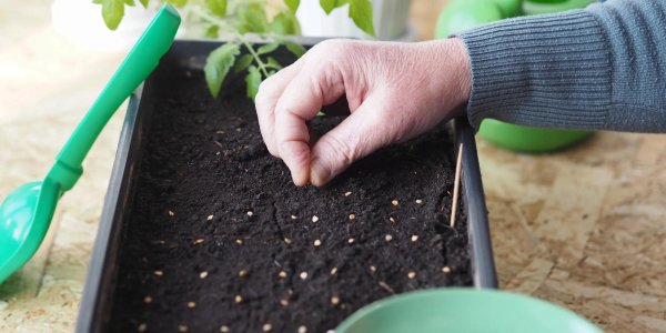 посев рассады