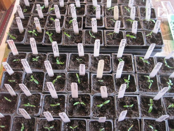 дельфиниум многолетний всходы рассады