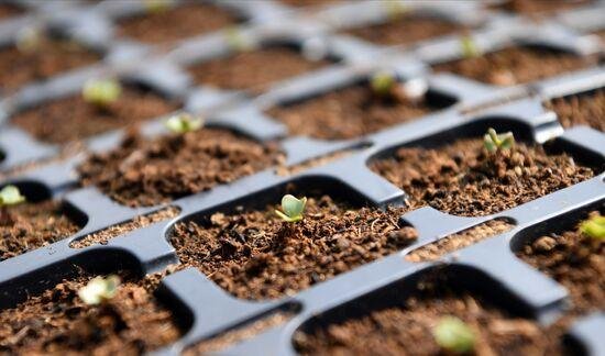 посев семян