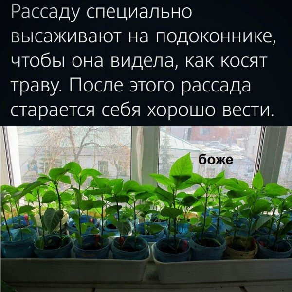 выращивание рассады