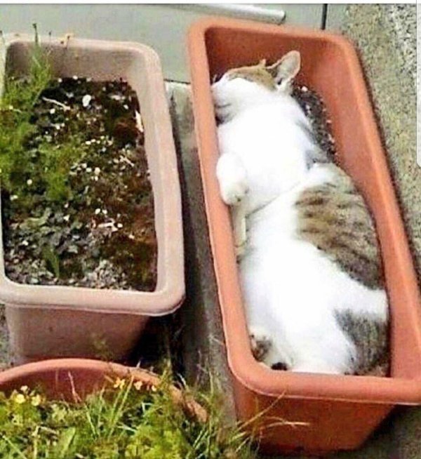 кошачий сон