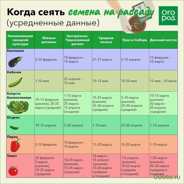 таблица высадки овощей на рассаду