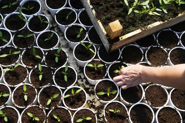 выращивание рассады