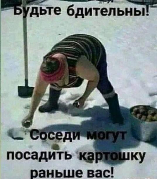 сажаем картошку