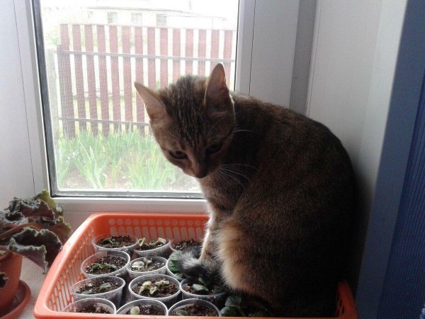 Скоро сажать рассаду