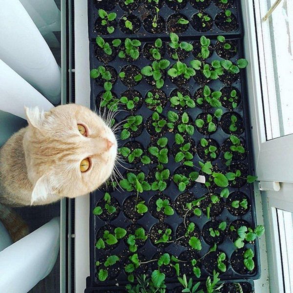 рассада на окне