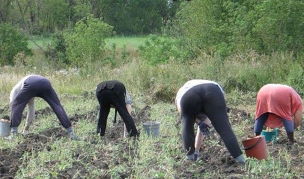 копаем картошку