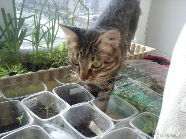 защита рассады от кошек