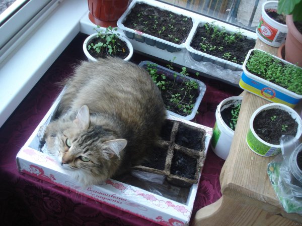 защита рассады от кошек