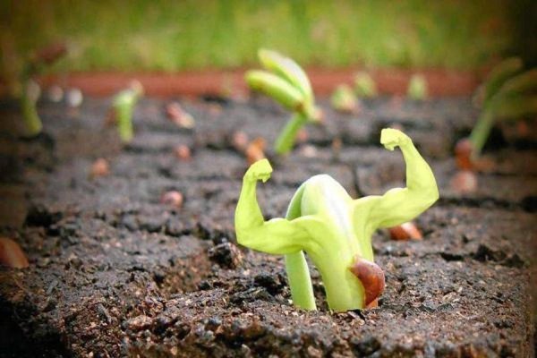 росток растения