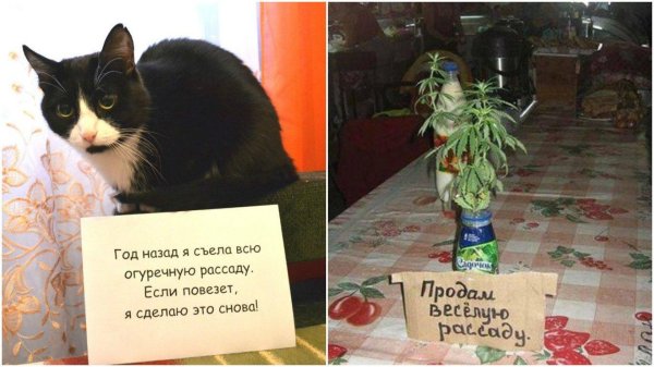 шутки про цветоводов