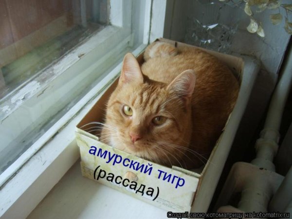 амурский тигр рассада