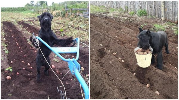 собака пашет