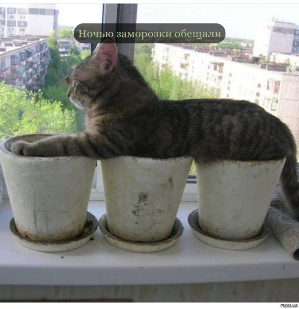 кошка на подоконнике