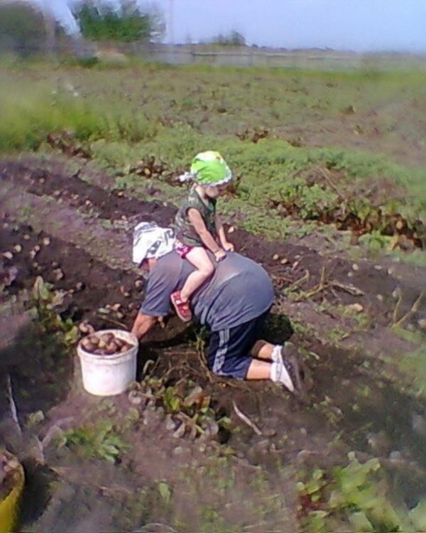 выкопали картошку