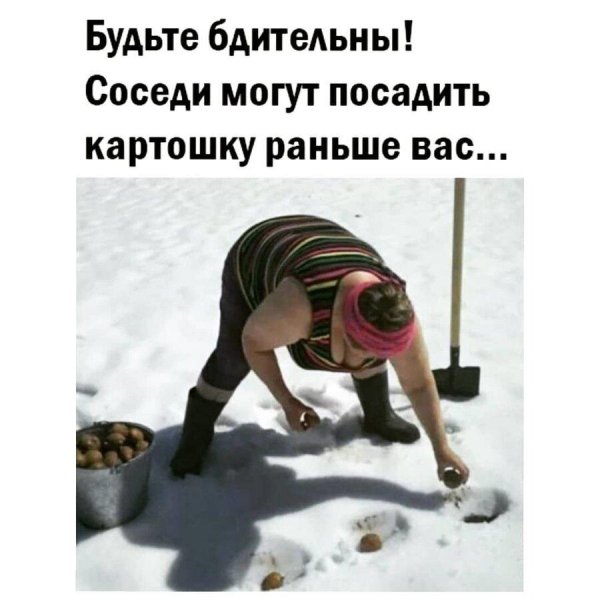 сажаем картошку