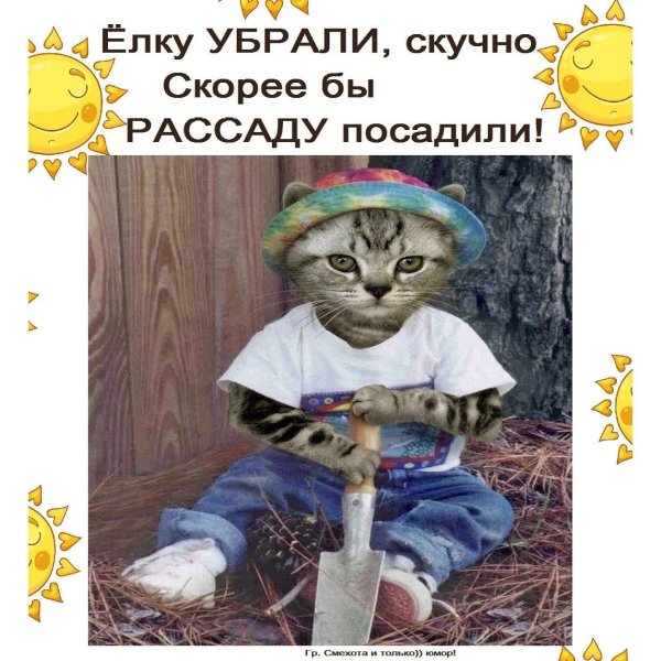 котики прикольная