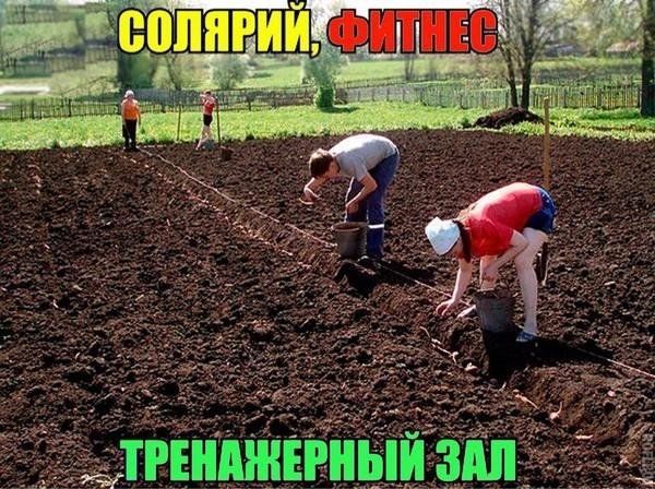сажаем картошку
