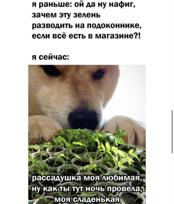 рассадушка моя