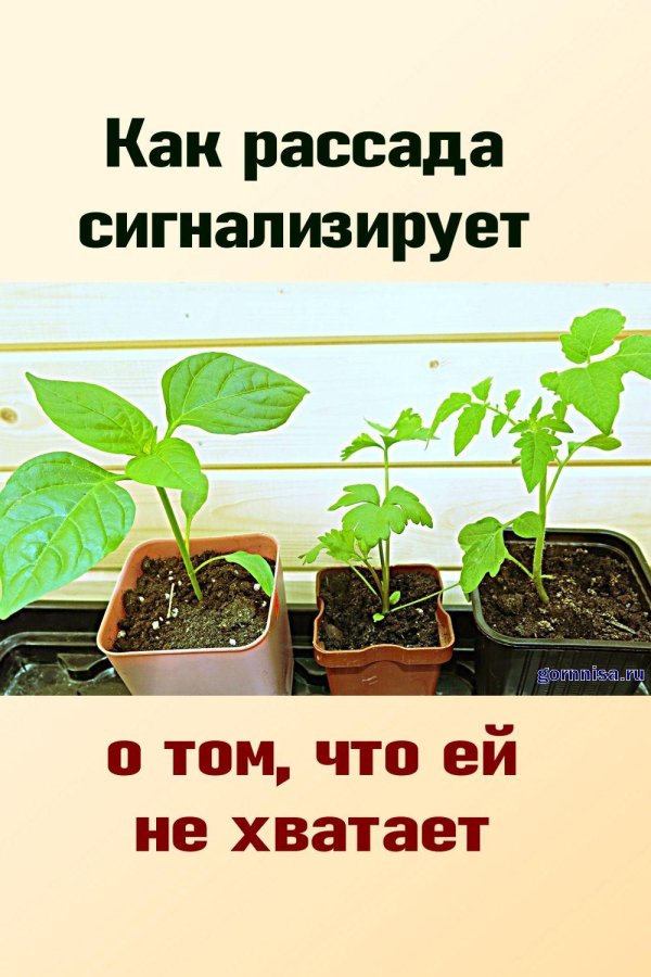 рассада мем