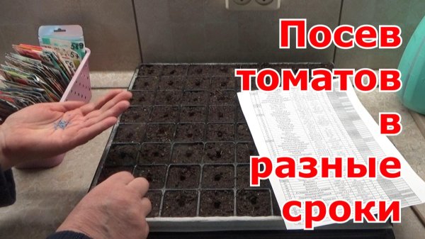 посев томатов на рассаду