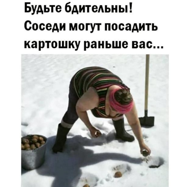 сажаем картошку