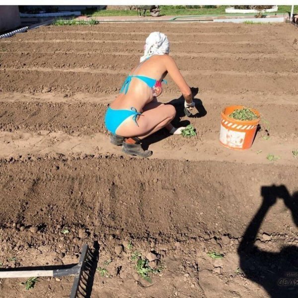 полоть грядки