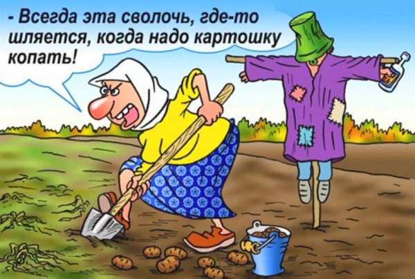 копаем картошку