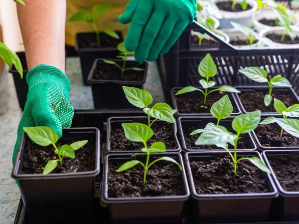 баклажан алмаз рассада